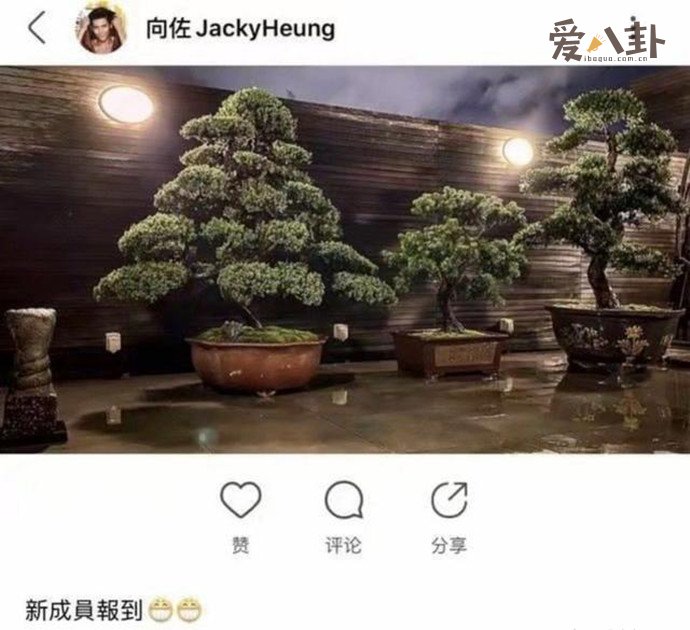 向佐“三棵树”暗示郭碧婷怀孕？