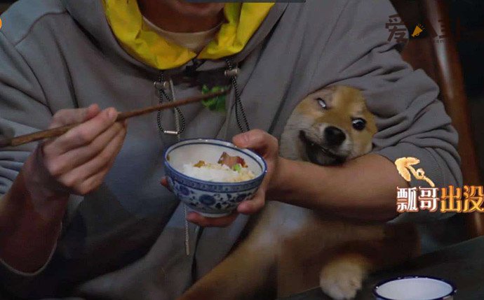 王珞丹的狗狗瓢哥