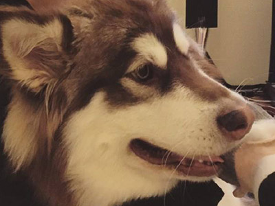 王思聪爱犬王可可 王思聪是如何得到他的为何如此爱它