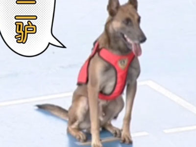 搜救犬二驴是怎么出圈 为啥都说这几天的快乐都是他给的