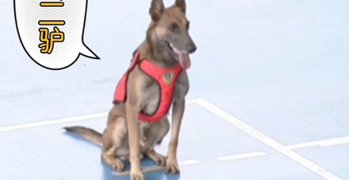搜救犬二驴