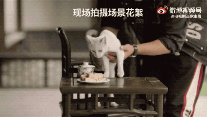 当家主母猫